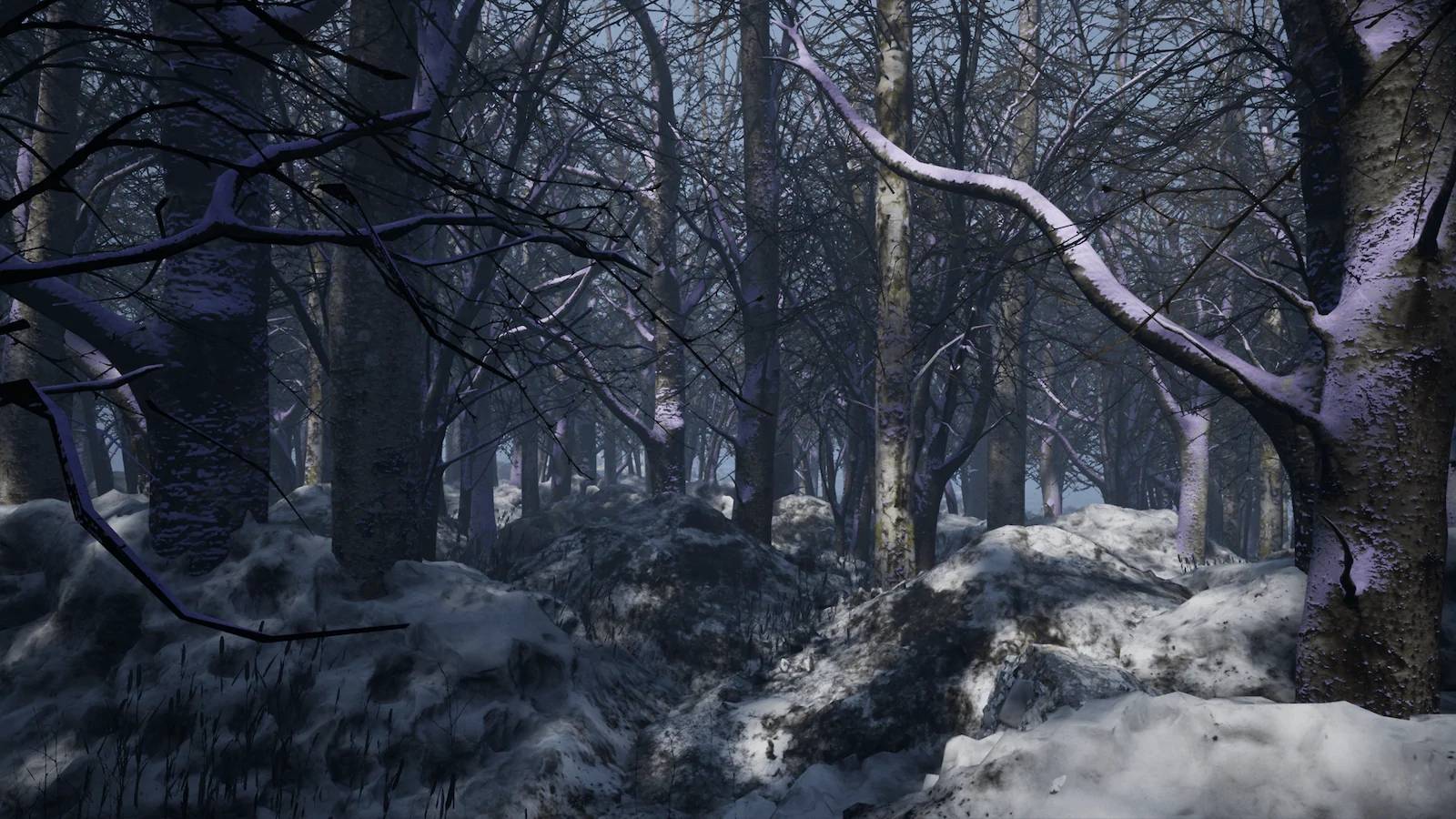 cold forest.jpg