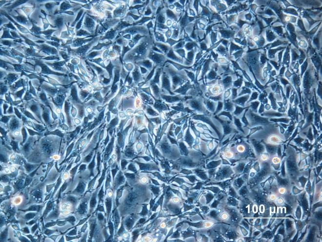 cells.jpg