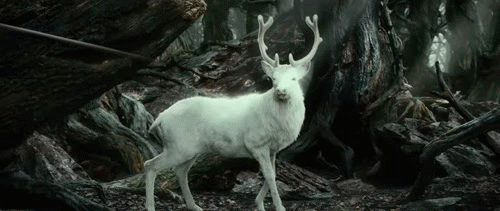 tumblr_ndssaztzR31t6saleo3_500.gif