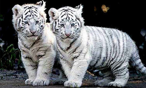 white-tiger-cubs-baby-animals-19892941-486-293.jpg