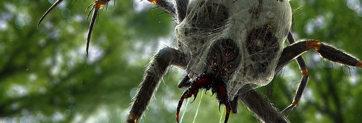 Skulltula_zpscabc02bc.jpg