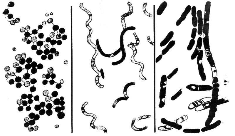 bacteria.jpg