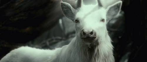 tumblr_ndssaztzR31t6saleo2_500.gif
