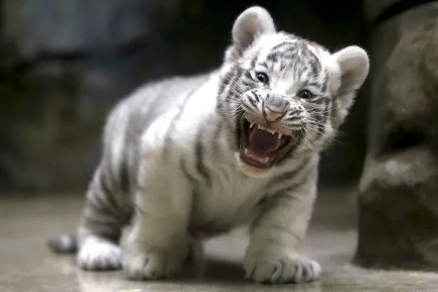 A-newly-born-Indian-white-tiger-cub.jpg